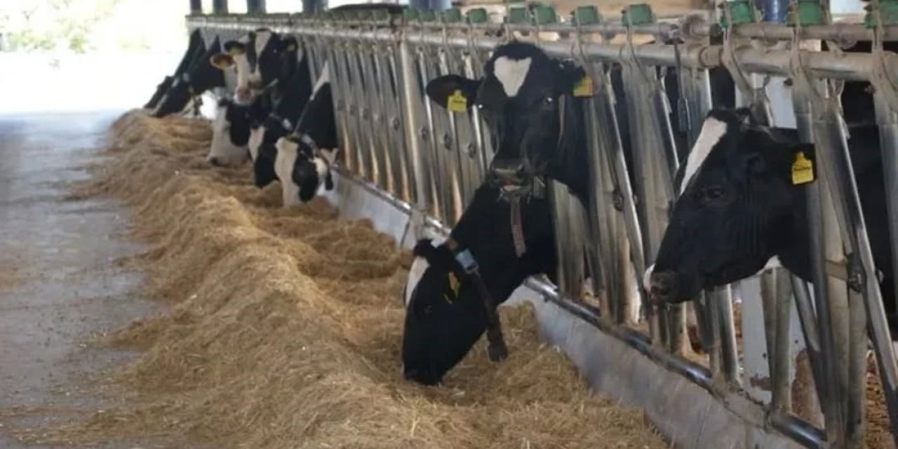 Aydın hayvancılıkta Türkiye zirvesinde