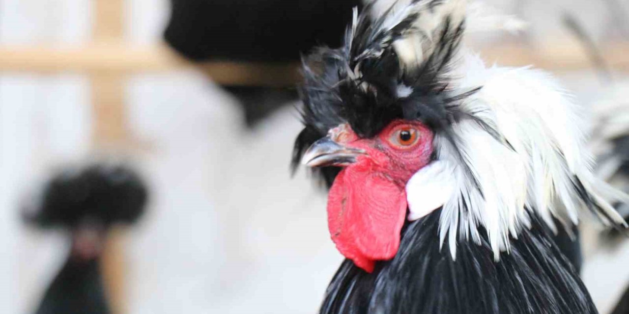 Mermer fabrikasında egzotik mesai: Farklı ırklardaki tavuklar burada yetişiyor