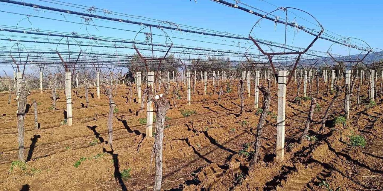 Üzüm üreticisi yenilik peşinde