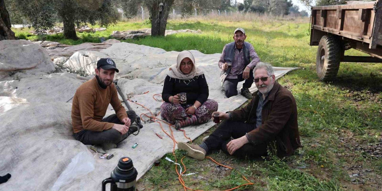 Aydın’da piknik havasında zeytin hasadı