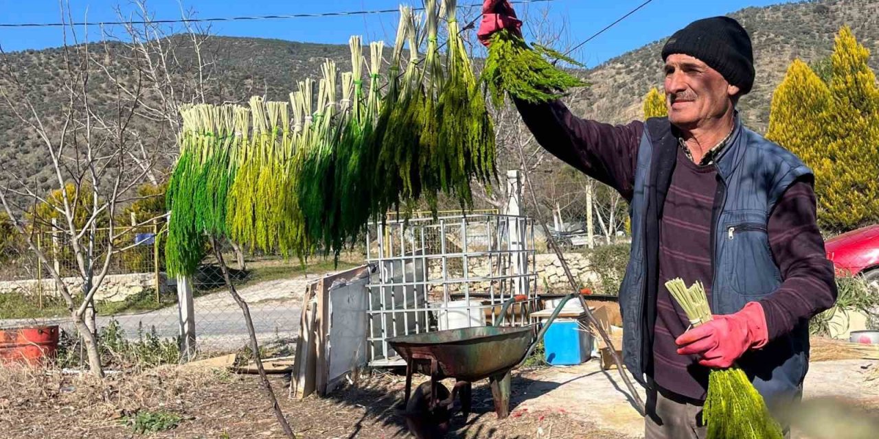 Bayındır nergis kokacak: Nergis ve Kuru Çiçek Festivali başlıyor