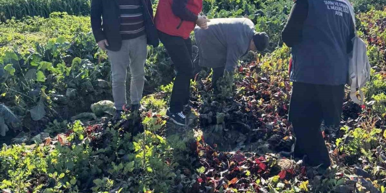 Tarımda kimyasalsız üretime yerinde inceleme