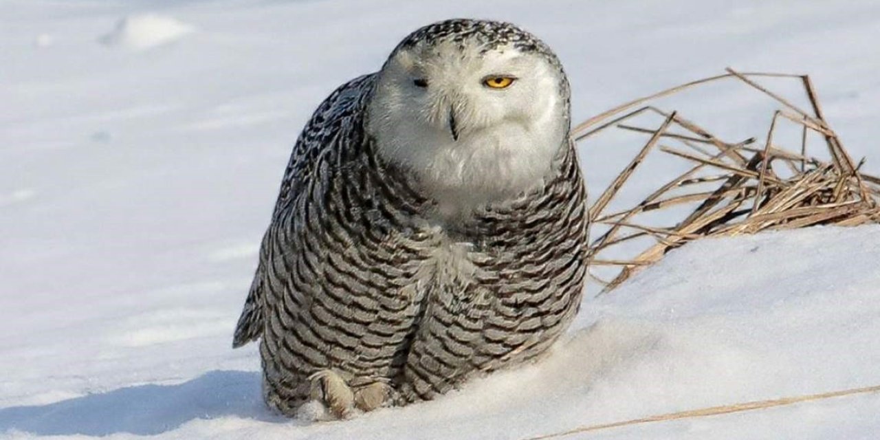 İzmirli doğa fotoğrafçısı Şimşek, Amerika’da kar baykuşunu fotoğraflamayı başardı