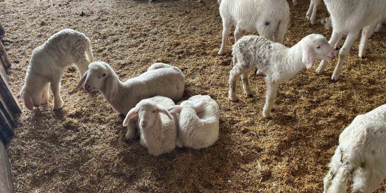 Soğuk havalarda gerçekleşen doğumun ardından üreticilerin yüzü güldü