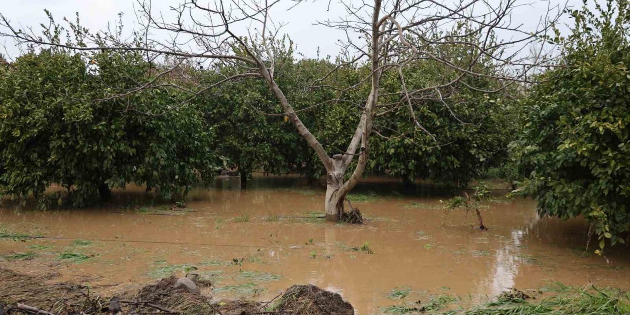 Kuşadası’nda bahçeler göle döndü, ağaçlar sular altında kaldı