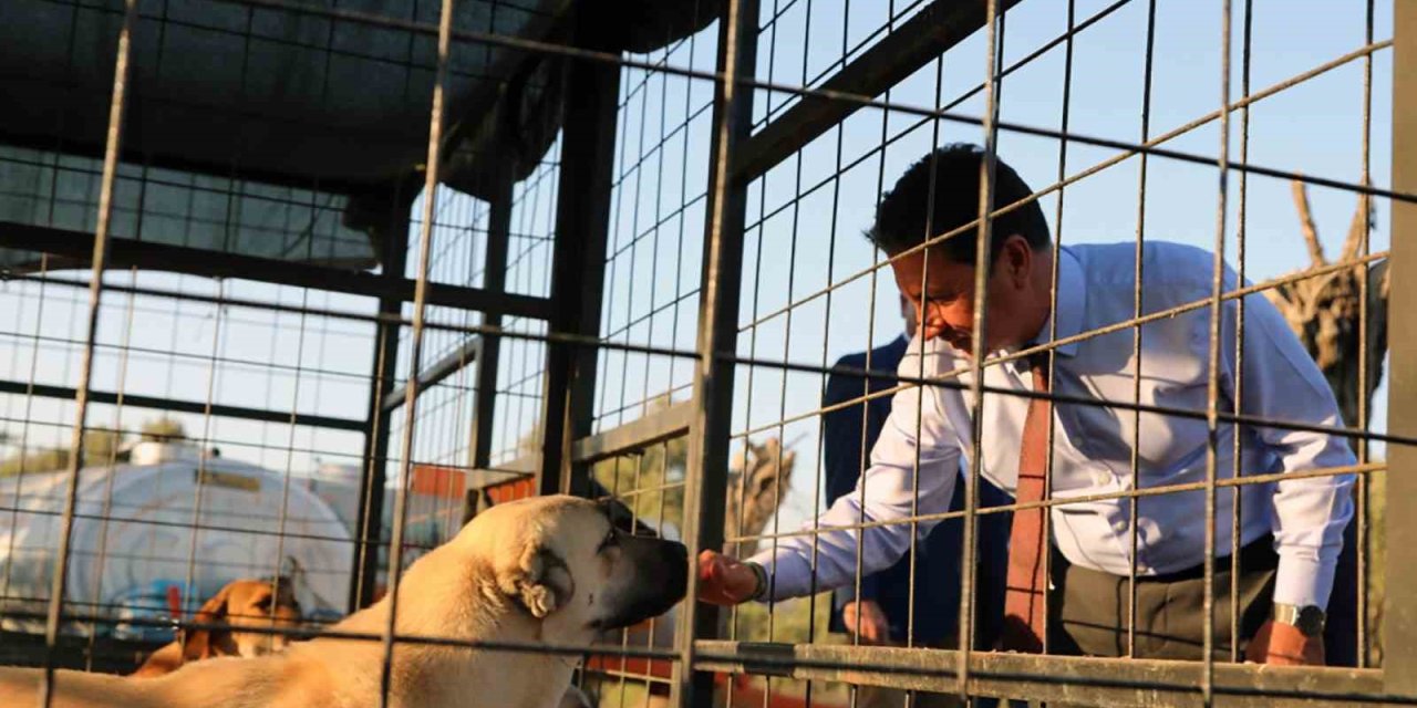 Muğla Büyükşehir 4 bin 34 can dostu sahiplendirdi