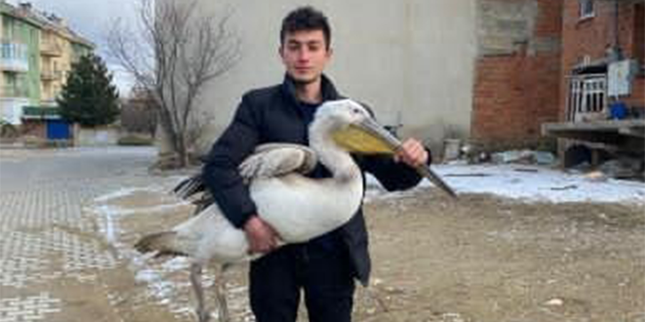 Sokakta gezerken pelikan buldu