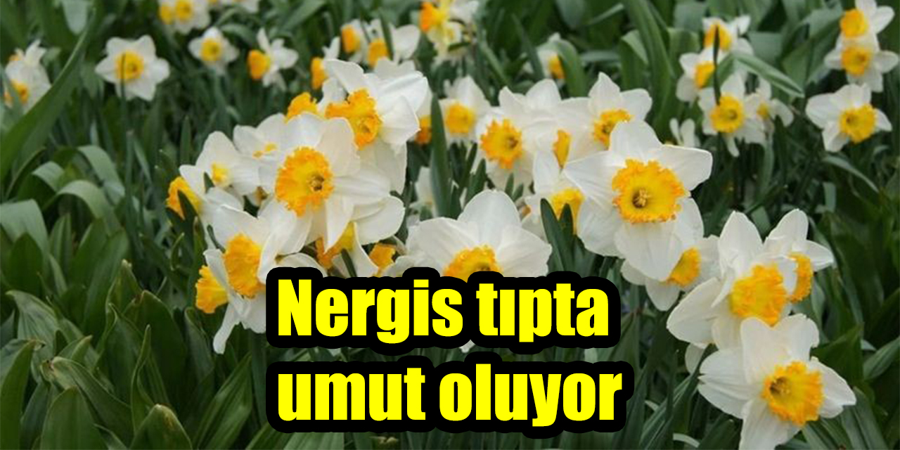Nergis tıpta  umut oluyor