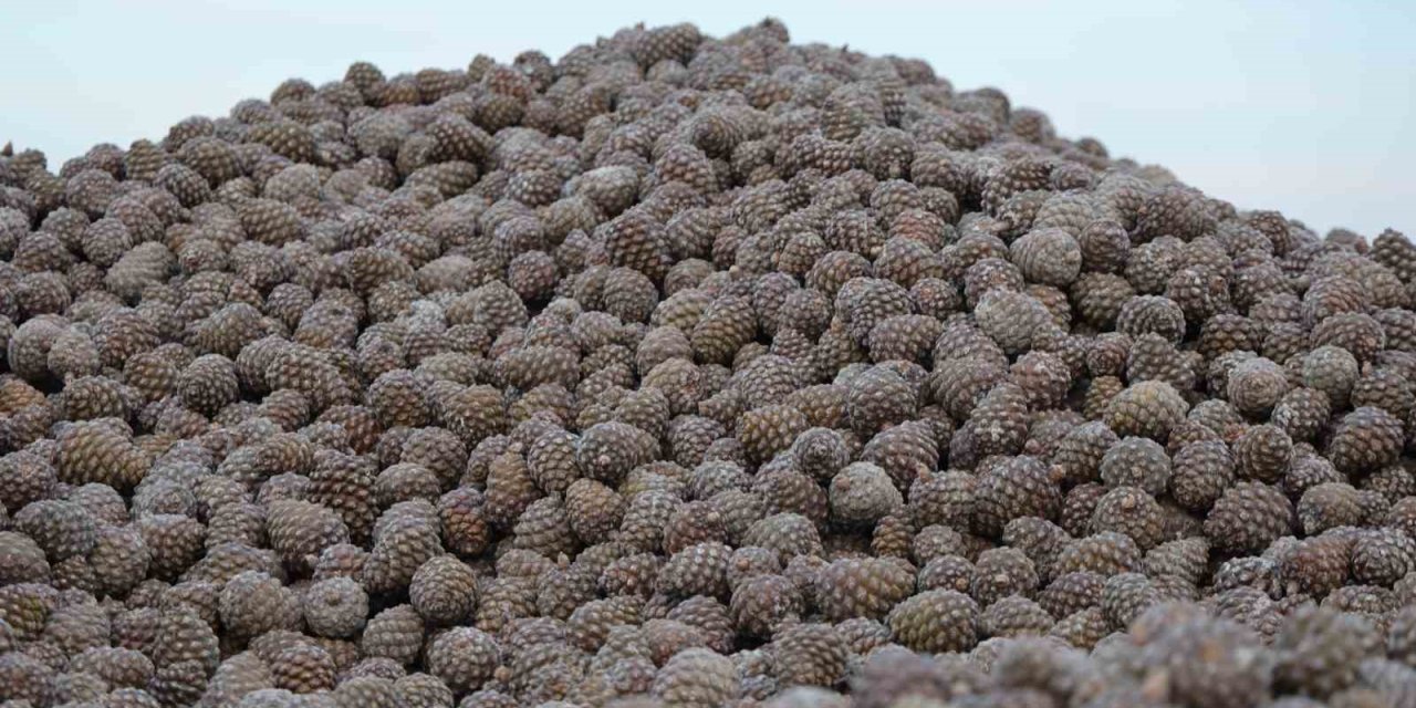 Kozalak işleme tesislerinde yoğun mesai dönemi