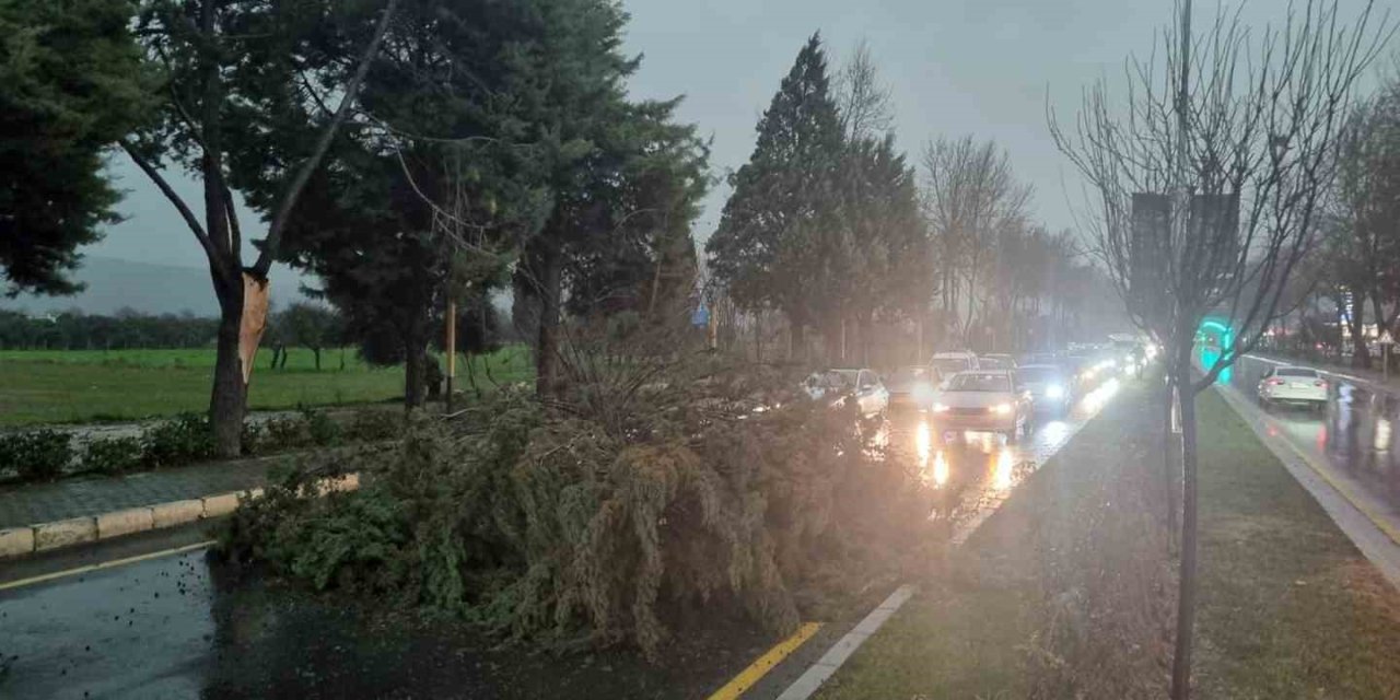 Menteşe’de şiddetli fırtınada ağaç devrildi, trafik durdu