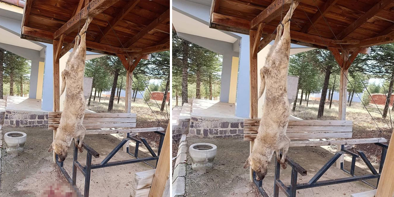 Afyonkarahisar’da öldürülen köpekle ilgili çok yönlü soruşturma