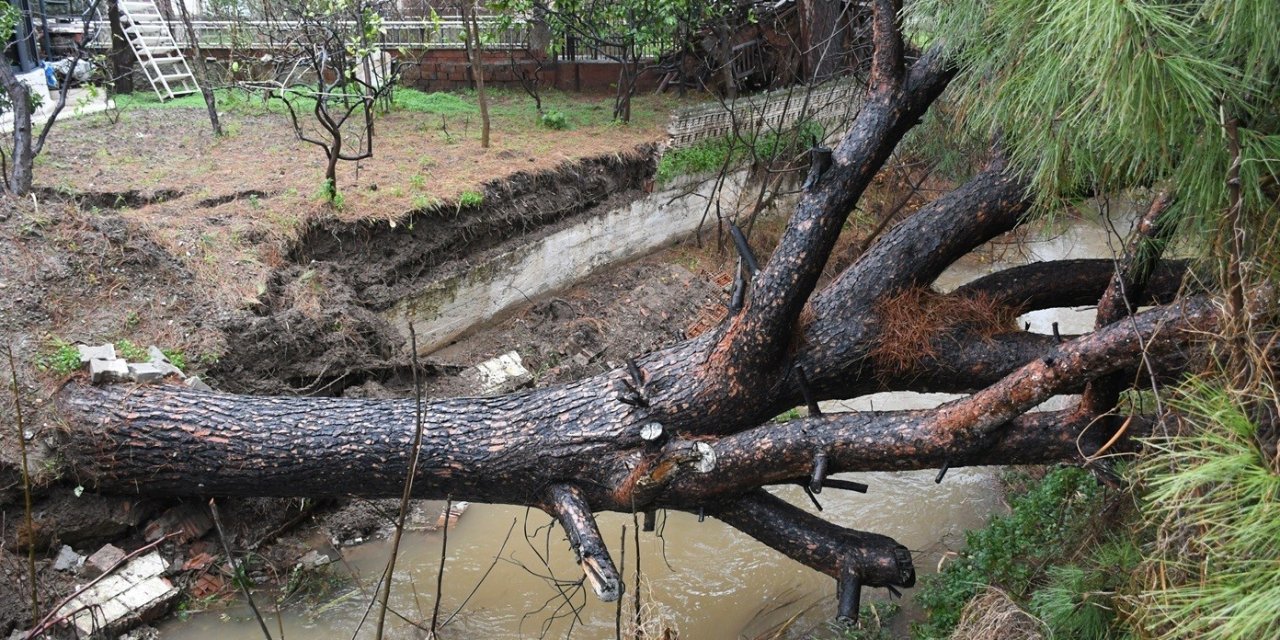 Kuşadası’nda dereye devrilen çam ağacı dere yatağını tıkadı, belediye ekipleri seferber oldu