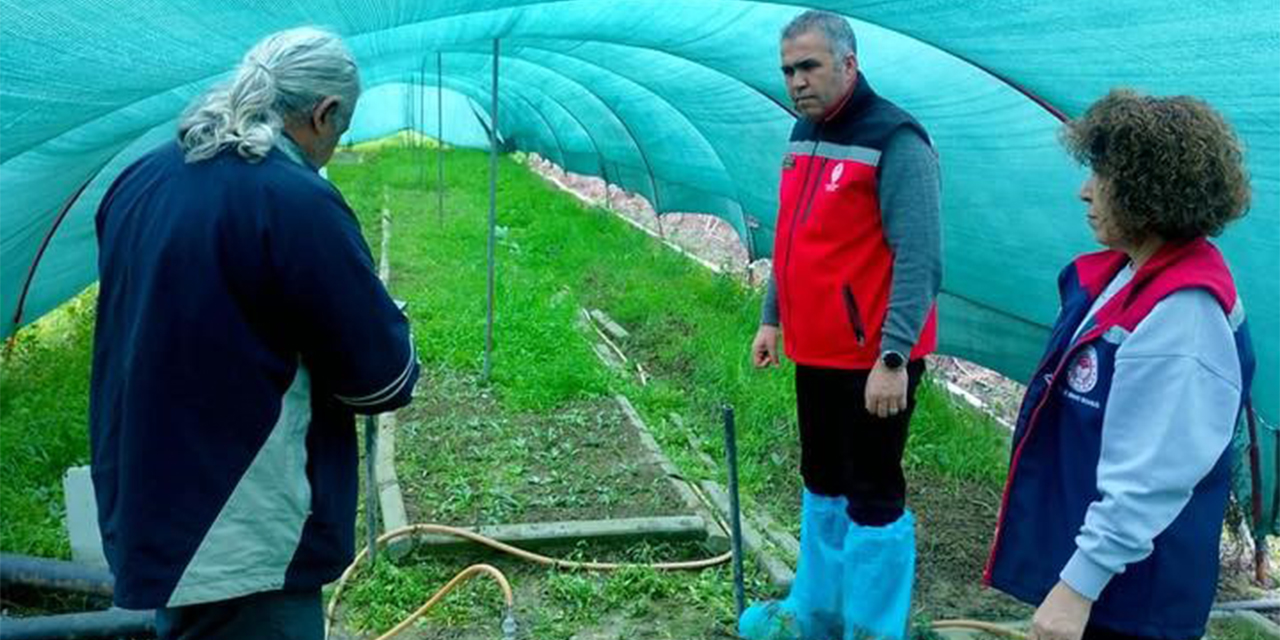 Aydın’da salep orkidesi üretimi büyüyor