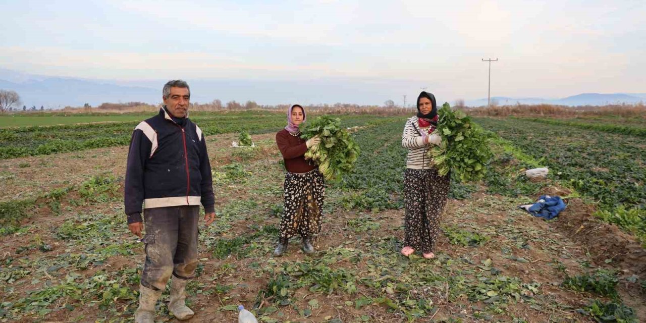 Aydın’da soğuk hava sebzeyi vurdu, tarlada verim düştü