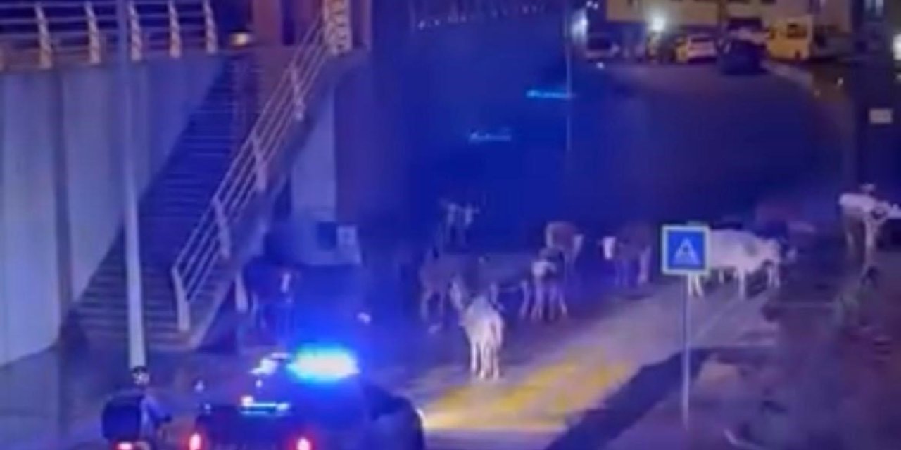 İzmir’de polisin "İnekler dağılın" anonsu gülümsetti