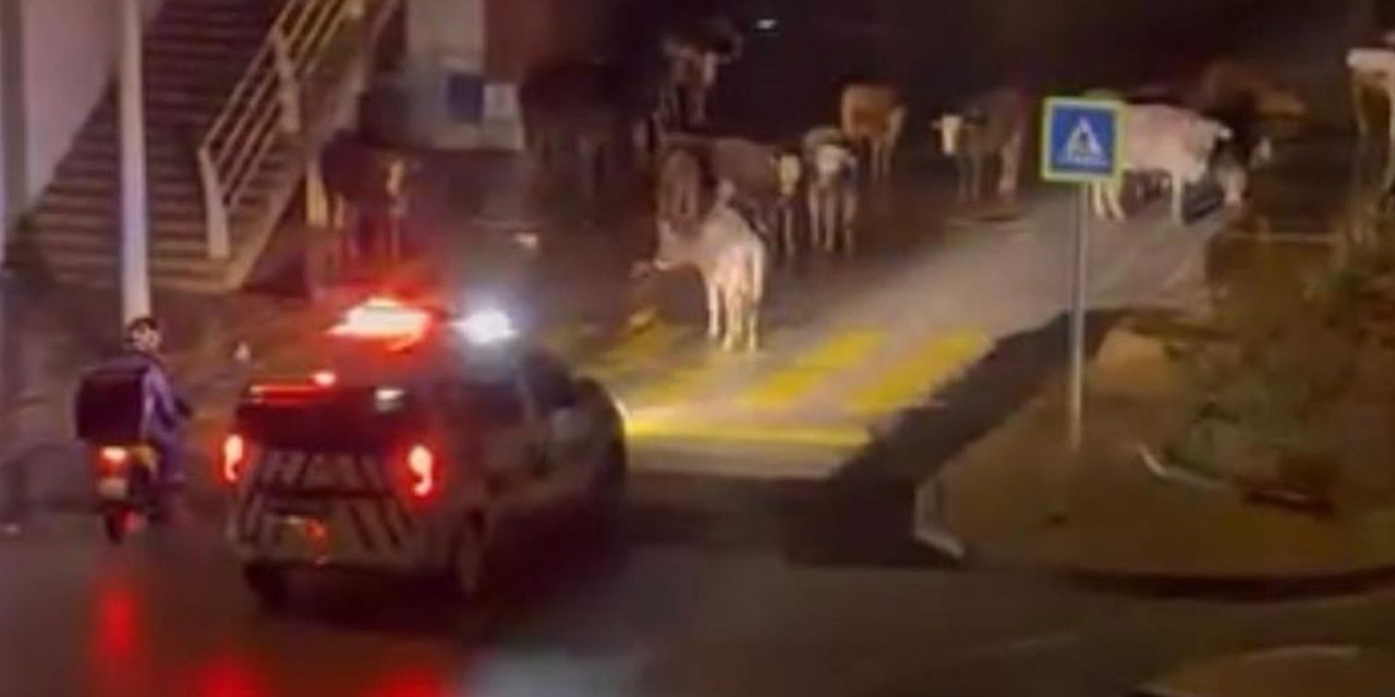 Polis megafonundan “inekler dağılın” anonsu