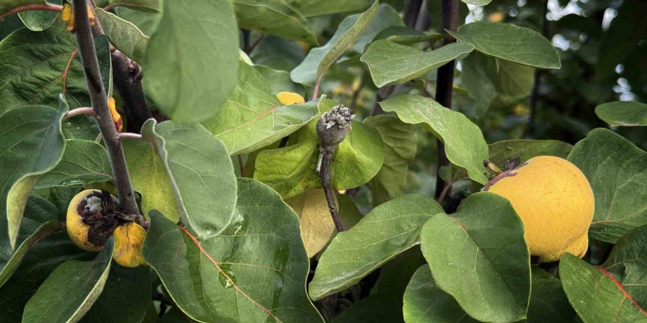 Bir yılda zirai dondan etkilenen üreticilere 54 milyon TL destek yapıldı