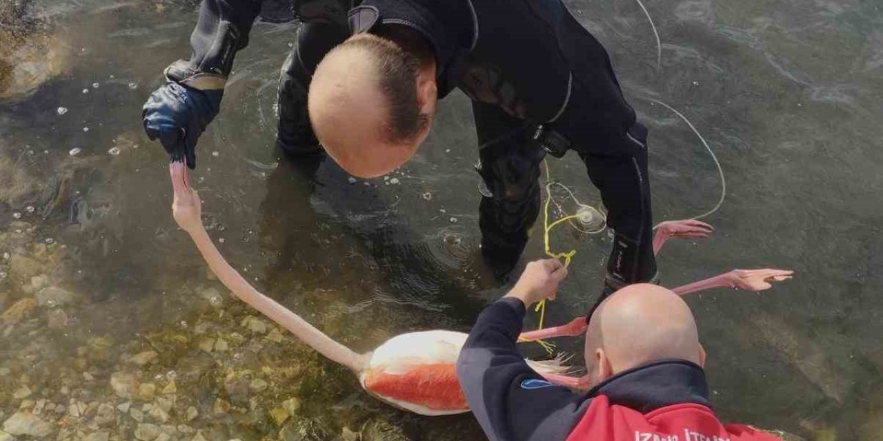 Flamingoya hayat veren kurtarma operasyonu