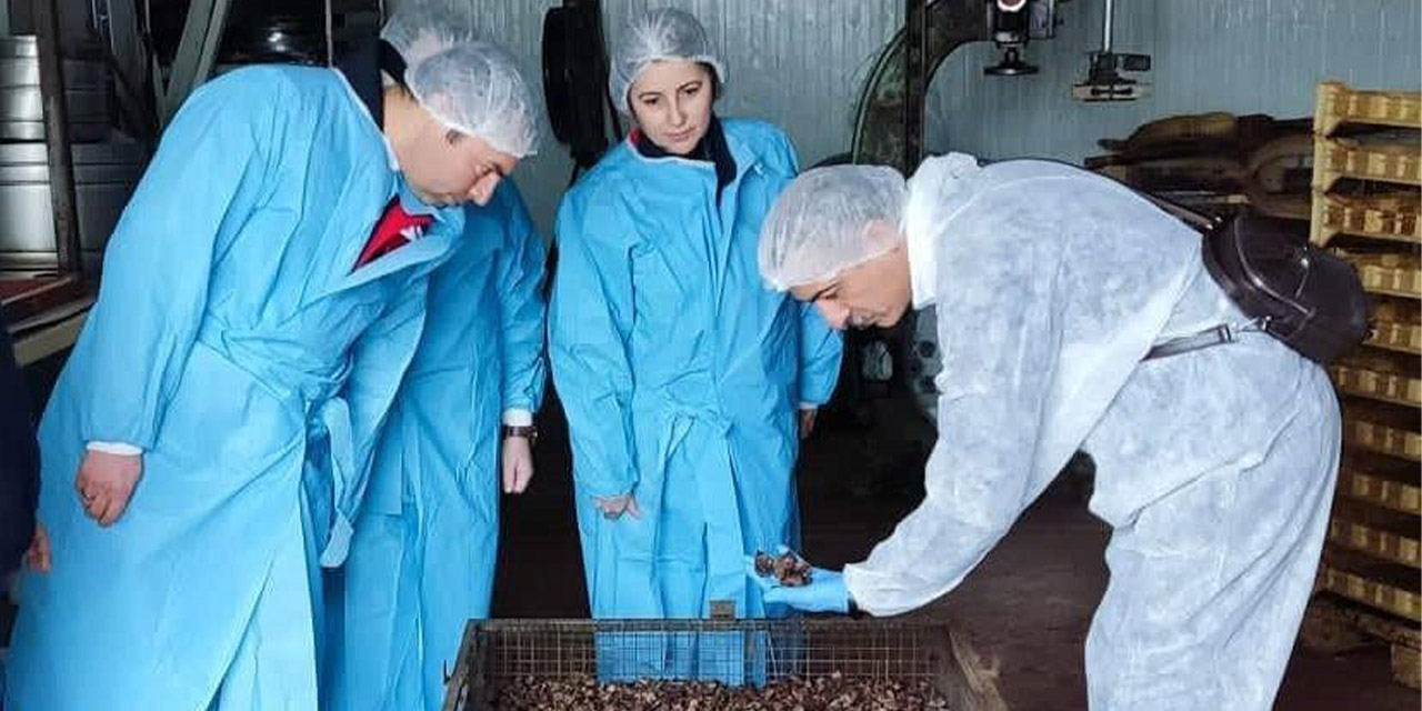 Mama hammadde üretim tesisinde inceleme