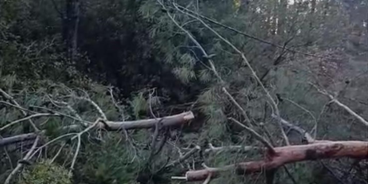 Buldan’da fırtınadan devrilen ağaçlar yolu kapattı