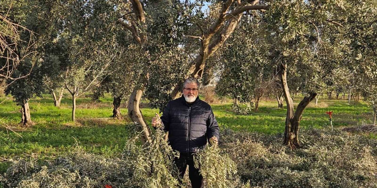 İncir ve Zeytin Bilimsel Araştırmalar Akademisi’nden yeni proje