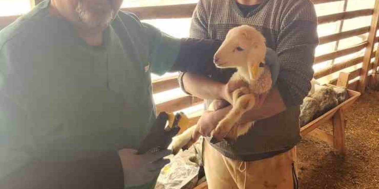 Tarım Müdürlüğü’nden Sazlı’da hayvan sağlığı mesaisi