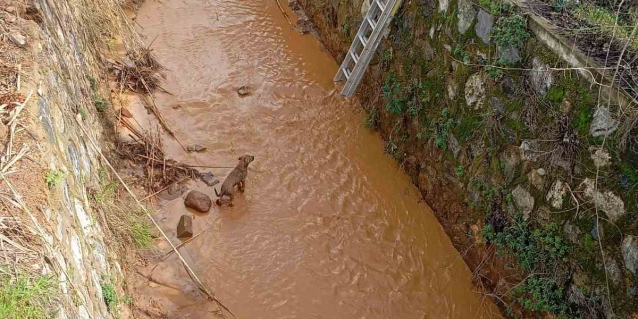 Kanala düşen köpeği itfaiye ekipleri kurtardı