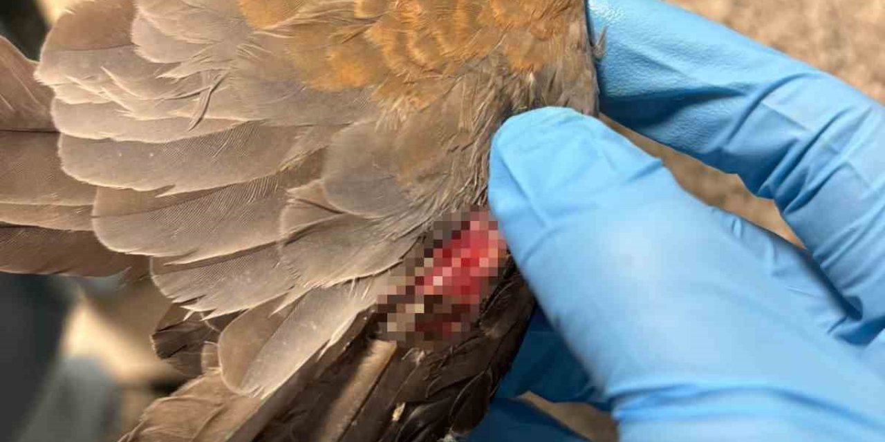 Büyükşehir ekipleri tüm canlılar için aynı özveriyle çalışıyor