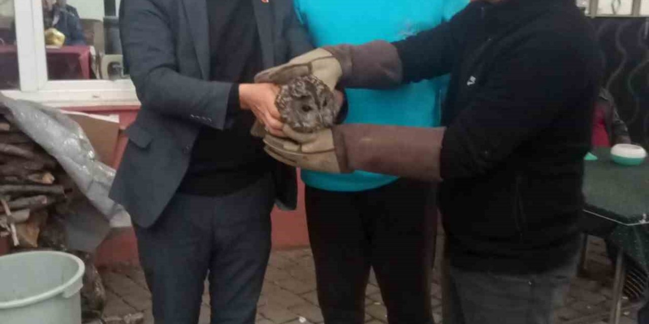 Kahvehane camına çarpan baykuş rehabilitasyona alındı