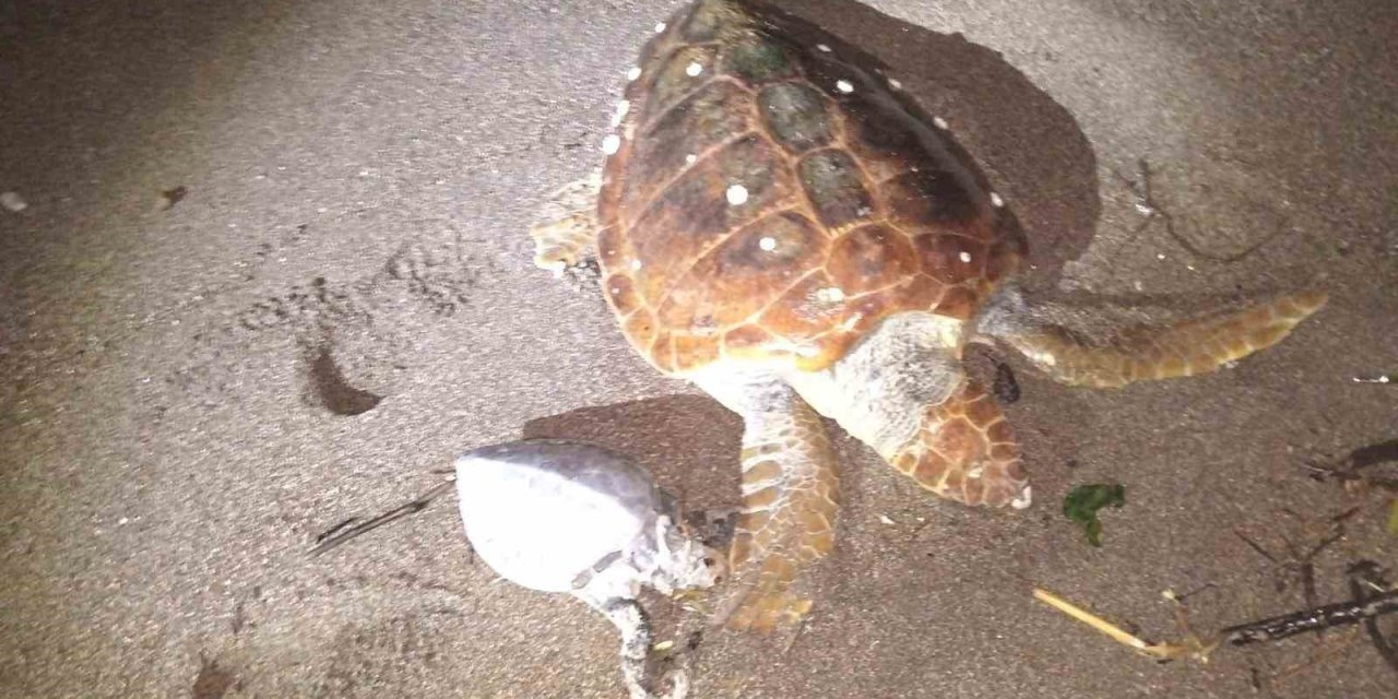 Marmaris’te 2 caretta caretta kıyıya vurdu