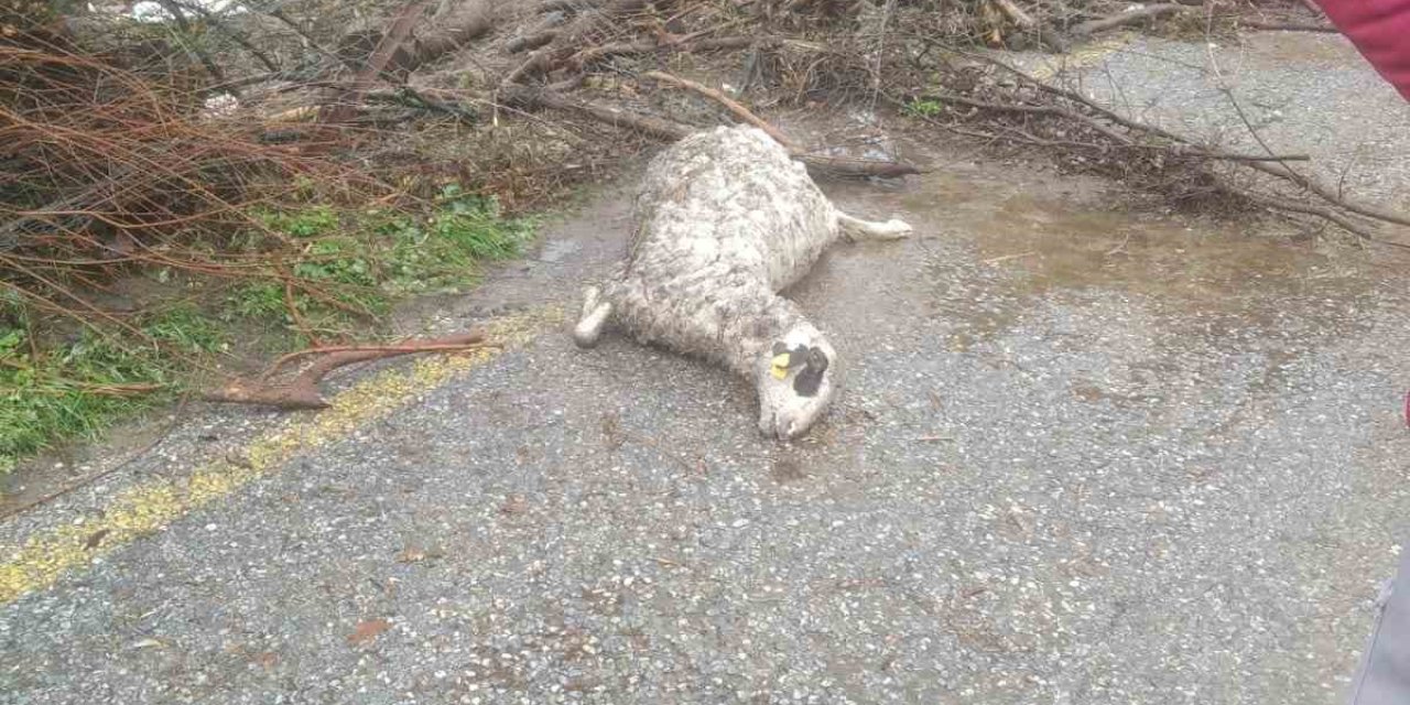 Söke’de sel sularına kapılan 46 küçükbaş hayvan telef oldu
