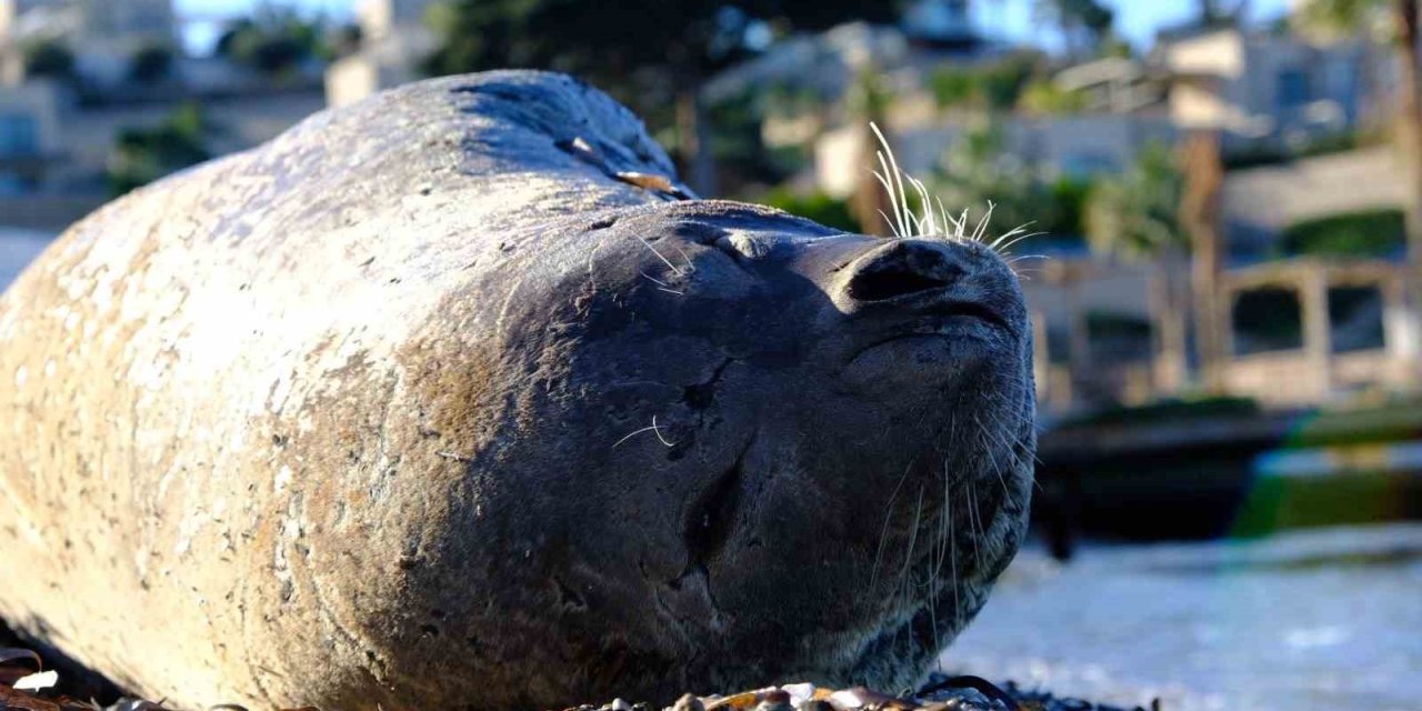 Bodrum’da Akdeniz foku ilgi odağı oldu