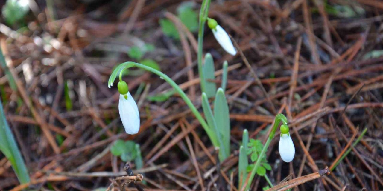 Bu çiçeği koparmanın bedeli dudak uçuklatıyor