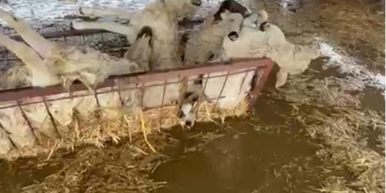 Sular altında kalan hayvan damındaki koyunlar telef oldu