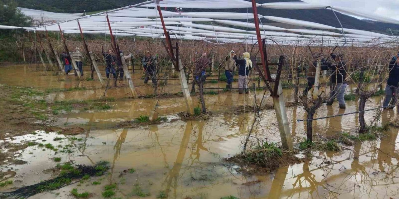 Göle dönen bağlarda budama mücadelesi