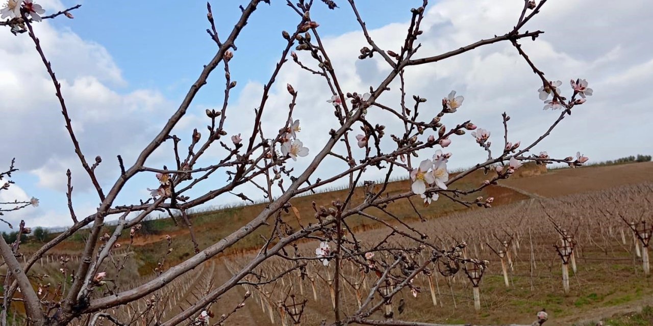 Sarıgöl’de badem ağaçları çiçek açtı
