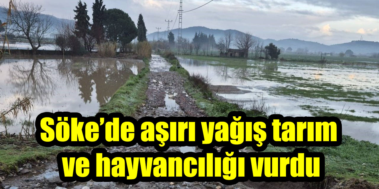 Söke’de aşırı yağış tarım ve hayvancılığı vurdu