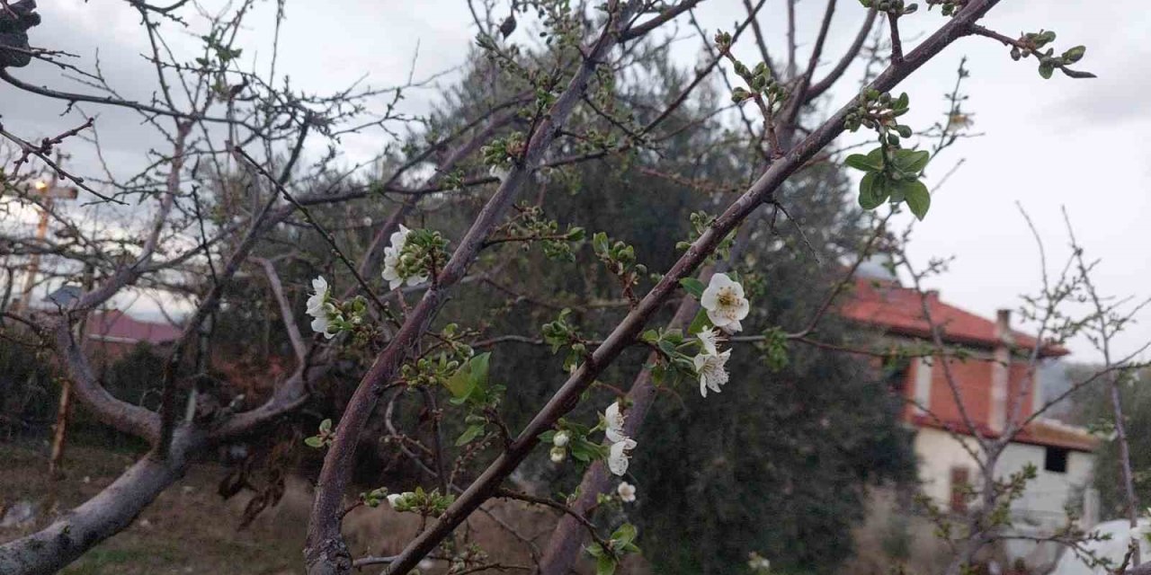 Sarıgöl’de ağaçlar çiçek açtı, dağlar mantar doldu