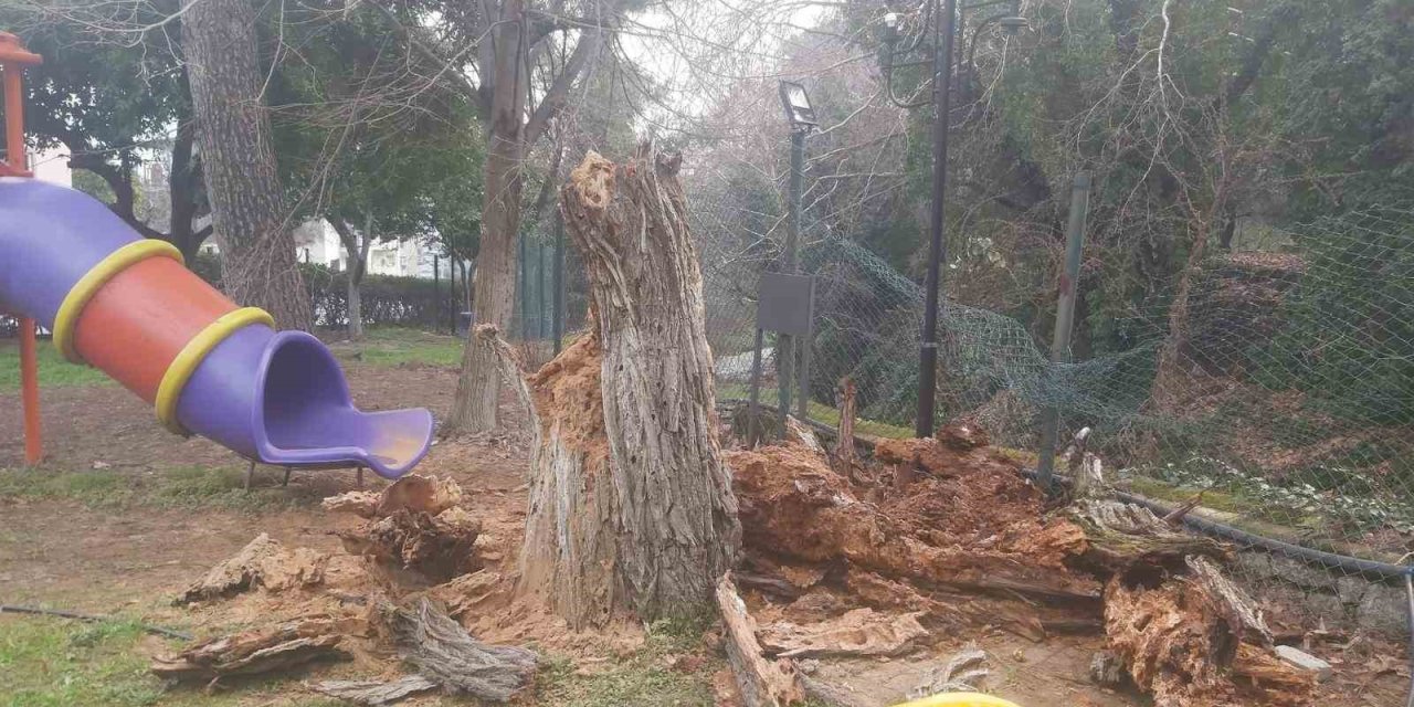 Bozdoğan’da ağaç devrildi, duvar çöktü: 2 yaralı