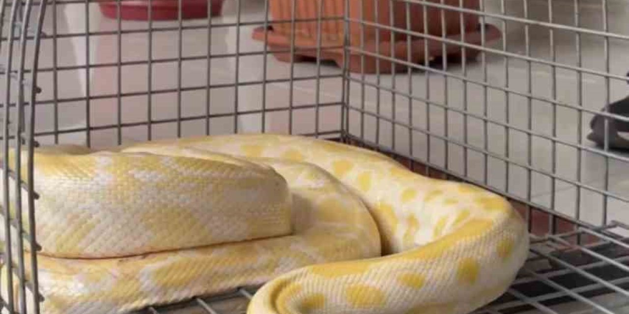 Denizli’de gösteride kullanılan nesli tehlike altındaki piton koruma altına alındı