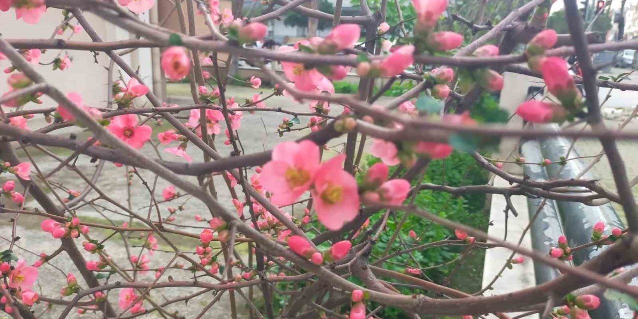 İzmir’de ayva çiçek açtı