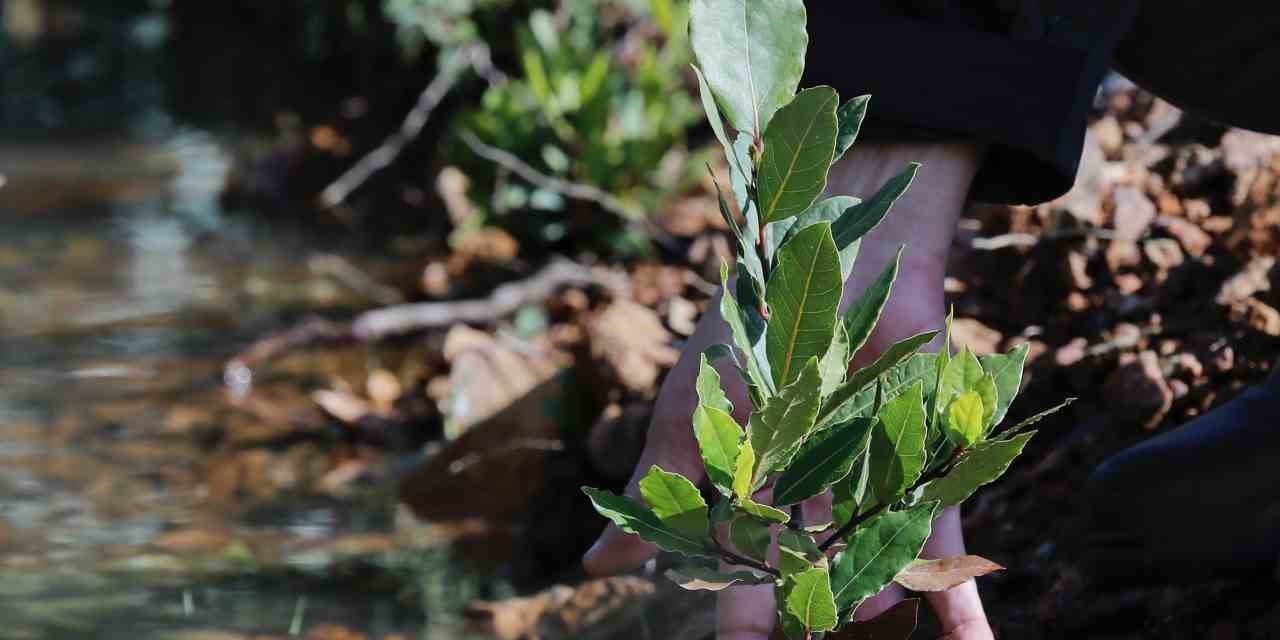 Yamanlar’da yanan ormanlar yeniden yeşeriyor