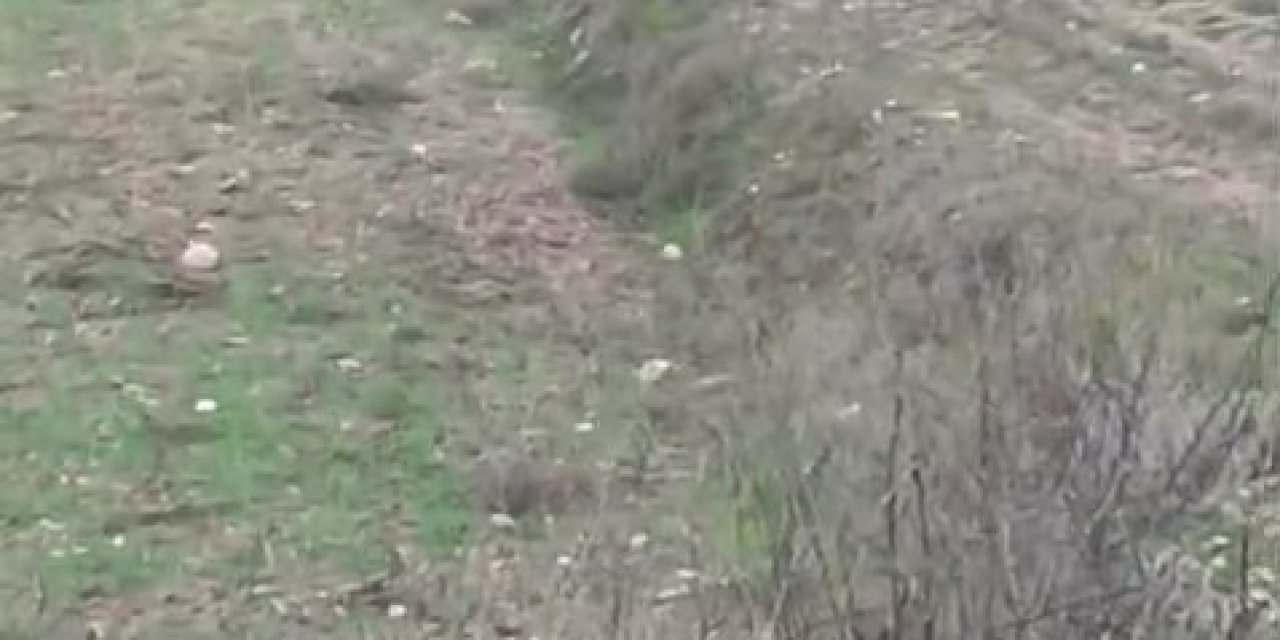 Çiftçinin kurtla ilginç diyaloğu kamerada