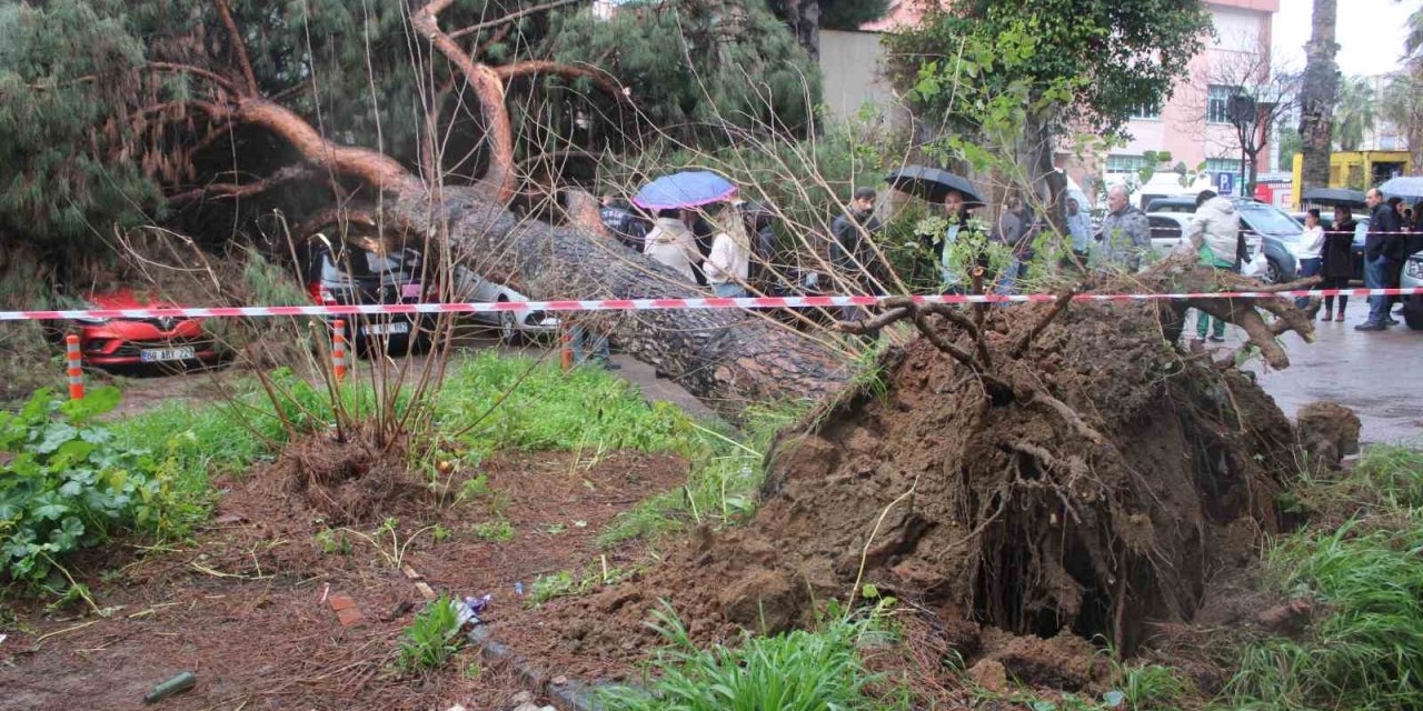 Dev çam ağacı park halindeki araçların üzerine devrildi