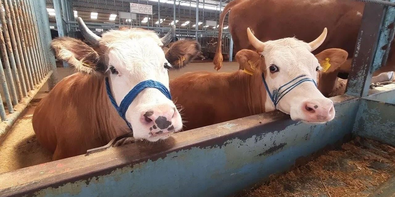 Söke’de şap hastalığı söndü, kısıtlama kaldırıldı