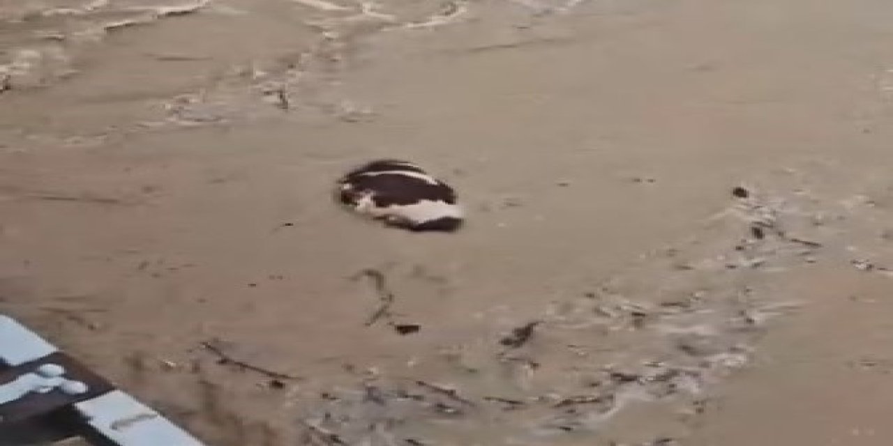 Yatağan’da inek sel sularına kapıldı
