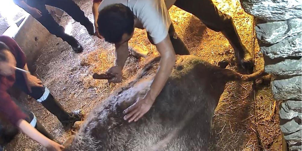 Aydın’da dehşet: İneğe ekmek bıçağıyla sezaryen yaptılar