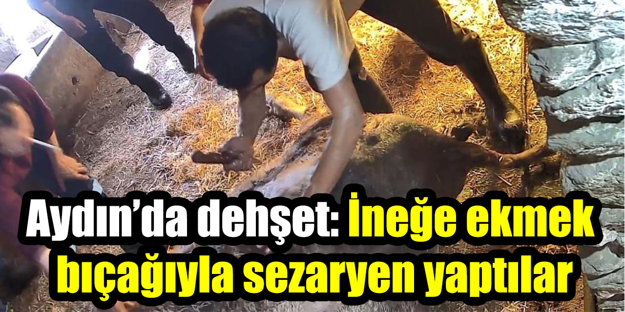 Aydın’da dehşet: İneğe ekmek bıçağıyla sezaryen yaptılar