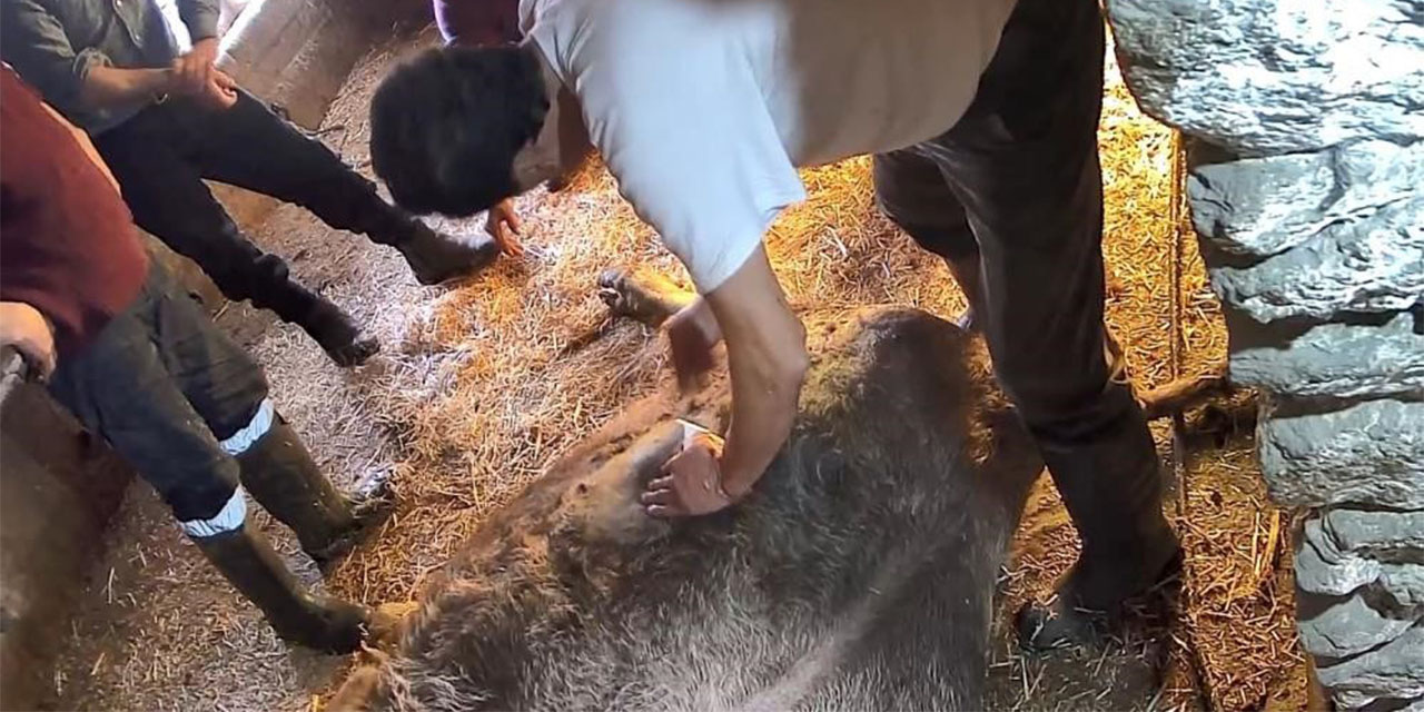 Doğum yapmakta zorlanan ineği sezaryen yapan S.T.’den açıklama: Çağırdılar insanlık namına yardımcı oldum