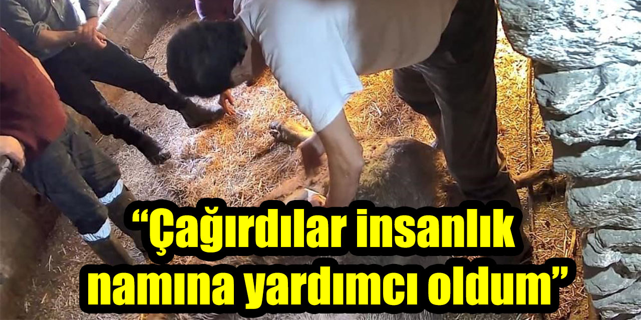 Doğum yapmakta zorlanan ineği sezaryen yapan S.T.’den açıklama: Çağırdılar insanlık namına yardımcı oldum
